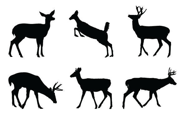 Download Deer Graphic Design - Deer graphic Collection